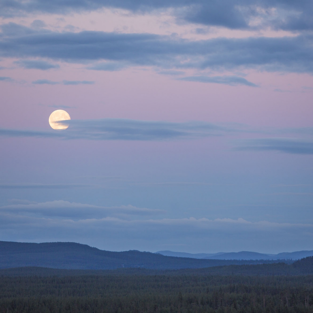 sommarnatt med måne