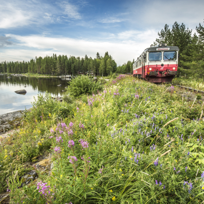 Inlandsbanan blommig banvall i Ulriksfors