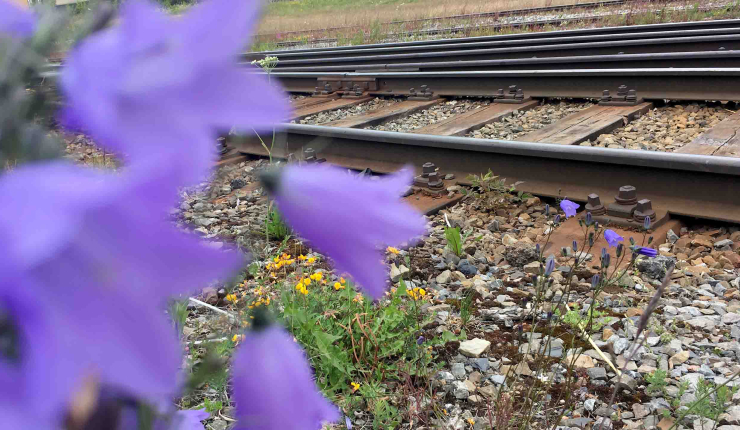 järnvägsräls och blåklockor